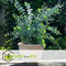 Plant in a Box - Eucalyptus Pulverulenta 'Baby Blue' - Set van 6 - Pot 13cm - Hoogte 25-40cm