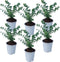 Plant in a Box - Eucalyptus Pulverulenta 'Baby Blue' - Set van 6 - Pot 13cm - Hoogte 25-40cm