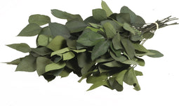 Plant in a Box - Eucalyptus Stuartiana - Gedroogde Eucalyptus - Hoogte 40-50 cm