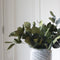 Plant in a Box - Eucalyptus Stuartiana - Gedroogde Eucalyptus - Hoogte 40-50 cm