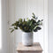 Plant in a Box - Eucalyptus Stuartiana - Gedroogde Eucalyptus - Hoogte 40-50 cm