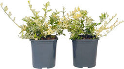 Plant in a Box - Euonymus Harlequin - Set van 2 - Tuinplant met prachtig gekleurd blad - Winterhard en groenblijvend - Pot 17cm - Hoogte 20-30cm