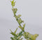 Plant in a Box - Euonymus Harlequin - Set van 2 - Tuinplant met prachtig gekleurd blad - Winterhard en groenblijvend - Pot 17cm - Hoogte 20-30cm