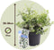 Plant in a Box - Euonymus Harlequin - Set van 2 - Tuinplant met prachtig gekleurd blad - Winterhard en groenblijvend - Pot 17cm - Hoogte 20-30cm