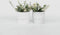 Plant in a Box - Euonymus Harlequin - Set van 4 - Tuinplant met prachtig gekleurd blad - Winterhard en groenblijvend - Pot 17cm - Hoogte 20-30cm