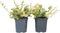 Plant in a Box - Euonymus Harlequin - Set van 4 - Tuinplant met prachtig gekleurd blad - Winterhard en groenblijvend - Pot 17cm - Hoogte 20-30cm