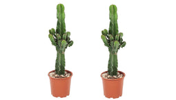 Plant in a Box - Euphorbia Eritrea - Set van 2 Cowboy Cactus - kamerplant - Pot 17cm - Hoogte 50-60cm