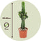 Plant in a Box - Euphorbia Eritrea - Set van 2 Cowboy Cactus - kamerplant - Pot 17cm - Hoogte 50-60cm
