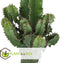 Plant in a Box - Euphorbia Eritrea - Set van 2 Cowboy Cactus - kamerplant - Pot 17cm - Hoogte 50-60cm