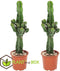 Plant in a Box - Euphorbia Eritrea - Set van 2 Cowboy Cactus - kamerplant - Pot 17cm - Hoogte 50-60cm