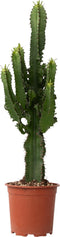 Plant in a Box - Euphorbia Ingens - Cowboy Cactus - kamerplant - Pot 17cm - Hoogte 50-60cm