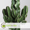 Plant in a Box - Euphorbia Ingens - Cowboy Cactus - kamerplant - Pot 17cm - Hoogte 50-60cm