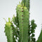 Plant in a Box - Euphorbia Ingens - Cowboy Cactus - kamerplant - Pot 17cm - Hoogte 50-60cm