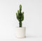 Plant in a Box - Euphorbia Ingens - Cowboy Cactus - kamerplant - Pot 17cm - Hoogte 50-60cm