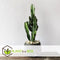 Plant in a Box - Euphorbia Ingens - Cowboy Cactus - kamerplant - Pot 17cm - Hoogte 50-60cm