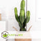Plant in a Box - Euphorbia Ingens - Cowboy Cactus - kamerplant - Pot 17cm - Hoogte 50-60cm