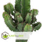 Plant in a Box - Euphorbia Ingens - Cowboy Cactus - kamerplant - Pot 17cm - Hoogte 50-60cm
