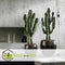 Plant in a Box - Euphorbia Ingens - Cowboy Cactus - kamerplant - Pot 17cm - Hoogte 50-60cm