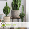 Plant in a Box - Euphorbia Ingens - Cowboy Cactus - kamerplant - Pot 17cm - Hoogte 50-60cm