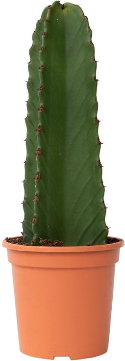 Plant in a Box - Euphorbia Ingens 'cowboycactus' - cactus - pot 18cm - hoogte 40-50cm