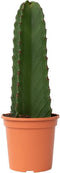 Plant in a Box - Euphorbia Ingens 'cowboycactus' - cactus - pot 18cm - hoogte 40-50cm