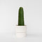 Plant in a Box - Euphorbia Ingens 'cowboycactus' - cactus - pot 18cm - hoogte 40-50cm