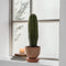Plant in a Box - Euphorbia Ingens 'cowboycactus' - cactus - pot 18cm - hoogte 40-50cm