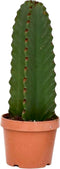 Plant in a Box - Euphorbia Ingens 'cowboycactus' - cactus - pot 18cm - hoogte 40-50cm