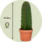 Plant in a Box - Euphorbia Ingens 'cowboycactus' - cactus - pot 18cm - hoogte 40-50cm