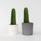 Plant in a Box - Euphorbia Ingens 'cowboycactus' - Set van 2 - cactus - pot 18cm - hoogte 40-50cm