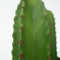 Plant in a Box - Euphorbia Ingens 'cowboycactus' - Set van 2 - cactus - pot 18cm - hoogte 40-50cm