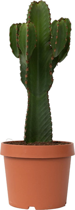 Plant in a Box - Euphorbia Ingens 'cowboycactus' XL - cactus - pot 24cm - hoogte 85-95cm