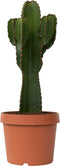 Plant in a Box - Euphorbia Ingens 'cowboycactus' XL - cactus - pot 24cm - hoogte 85-95cm