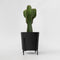 Plant in a Box - Euphorbia Ingens 'cowboycactus' XL - cactus - pot 24cm - hoogte 85-95cm