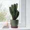 Plant in a Box - Euphorbia Ingens 'cowboycactus' XL - cactus - pot 24cm - hoogte 85-95cm