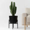 Plant in a Box - Euphorbia Ingens 'cowboycactus' XL - cactus - pot 24cm - hoogte 85-95cm