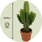 Plant in a Box - Euphorbia Ingens 'cowboycactus' XL - cactus - pot 24cm - hoogte 85-95cm