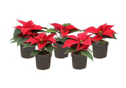 Plant in a Box - Euphorbia pulcherrima - Kerstster - Set van 5 - Pot 7cm - Hoogte 5-10cm