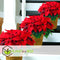 Plant in a Box - Euphorbia pulcherrima - Kerstster - Set van 5 - Pot 7cm - Hoogte 5-10cm