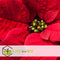 Plant in a Box - Euphorbia pulcherrima - Kerstster - Set van 5 - Pot 7cm - Hoogte 5-10cm