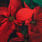 Plant in a Box - Euphorbia pulcherrima - Kerstster - Set van 5 - Pot 7cm - Hoogte 5-10cm