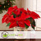 Plant in a Box - Euphorbia pulcherrima - Kerstster - Set van 5 - Pot 7cm - Hoogte 5-10cm