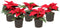 Plant in a Box - Euphorbia pulcherrima - Kerstster - Set van 5 - Pot 7cm - Hoogte 5-10cm