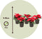 Plant in a Box - Euphorbia pulcherrima - Kerstster - Set van 5 - Pot 7cm - Hoogte 5-10cm
