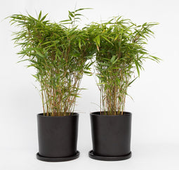 Plant in a Box - Fargesia nitida 'Gansu' - Set van 2 - Wintergroene niet woekerende bamboe - Pot 17cm - Hoogte 50-70cm