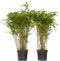 Plant in a Box - Fargesia nitida 'Gansu' - Set van 2 - Wintergroene niet woekerende bamboe - Pot 17cm - Hoogte 50-70cm