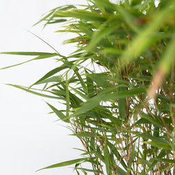 Plant in a Box - Fargesia nitida 'Gansu' - Set van 4 - Wintergroene niet woekerende bamboe - Pot 17cm - Hoogte 50-70cm