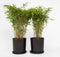 Plant in a Box - Fargesia nitida 'Gansu' - Set van 6 - Wintergroene niet woekerende bamboe - Pot 17cm - Hoogte 50-70cm