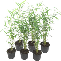 Plant in a Box - Fargesia papyrifera 'Blue Dragon' - Bamboe - Set van 6 - Pot 13cm - Hoogte 30-40cm