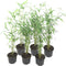 Plant in a Box - Fargesia papyrifera 'Blue Dragon' - Bamboe - Set van 6 - Pot 13cm - Hoogte 30-40cm